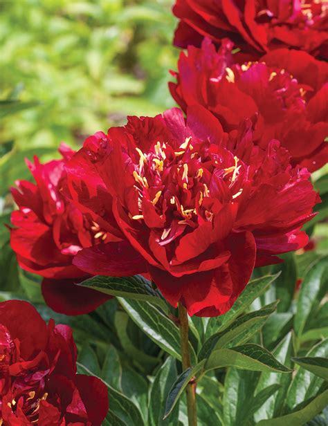 Red magic peonies: a sight to behold at botanical gardens